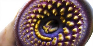 Research: Jawless fish take a bite out of the blood-brain barrier —