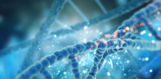 Study: How cancer drug inhibits DNA repair in cancer cells — (Details)