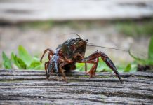 Research: Global invasion routes of the red swamp crayfish, described based on genetics —