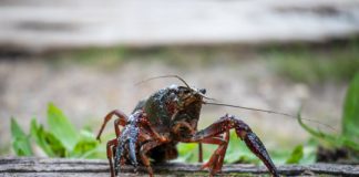 Research: Global invasion routes of the red swamp crayfish, described based on genetics —