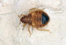 Research: Bedbugs evolved more than 100 million years ago —