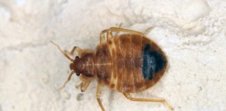 Research: Bedbugs evolved more than 100 million years ago —