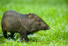 Research: True identity of imposter ‘pigs’ on 17th century map overturns early colonial history of Barbados —