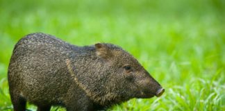 Research: True identity of imposter ‘pigs’ on 17th century map overturns early colonial history of Barbados —