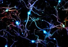 Offbeat: Flexibility of working memory from random connections —