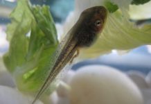 Research: Scientists find new type of cell that helps tadpoles’ tails regenerate —