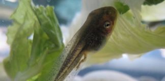 Research: Scientists find new type of cell that helps tadpoles’ tails regenerate —