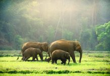 Research: Scientists propose rethinking ‘endangered species’ definition to save slow-breeding giants —