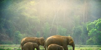 Research: Scientists propose rethinking ‘endangered species’ definition to save slow-breeding giants —