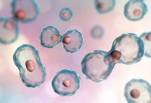 Research: Team of biologists, engineers and physicists uncover origins of precise cellular reproduction —