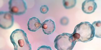 Research: Team of biologists, engineers and physicists uncover origins of precise cellular reproduction —