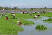 Offbeat: Farmers have less leisure time than hunter-gatherers —