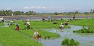 Offbeat: Farmers have less leisure time than hunter-gatherers —