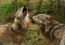 Research: The return of the wolves —