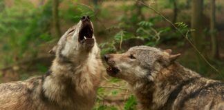 Research: The return of the wolves —