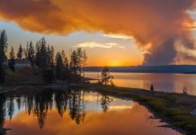 Research: Resilience of Yellowstone’s forests tested by unprecedented fire —