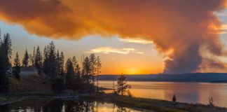 Research: Resilience of Yellowstone’s forests tested by unprecedented fire —