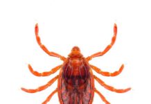 Research: First comprehensive study in Mexicali, Mexico looks at disease spread —