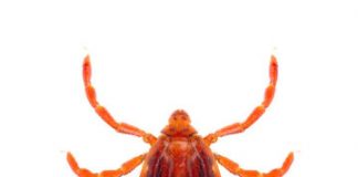 Research: First comprehensive study in Mexicali, Mexico looks at disease spread —