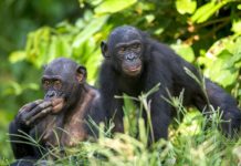 Research: Mothers’ presence influences the reproductive success of their adult sons —