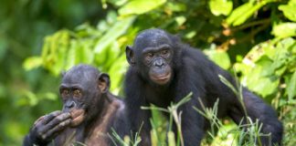 Research: Mothers’ presence influences the reproductive success of their adult sons —