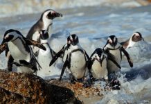 Research: Penguins and their chicks’ responses to local fish numbers informs marine conservation —