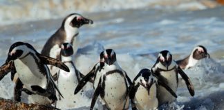 Research: Penguins and their chicks’ responses to local fish numbers informs marine conservation —