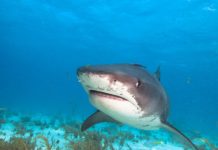 Research: DNA analysis of shark barf tells scientists what kinds of birds the sharks scavenge —