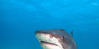 Research: DNA analysis of shark barf tells scientists what kinds of birds the sharks scavenge —