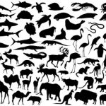 Study: How do blind adults learn about animal appearance? — (Details)