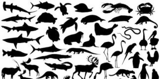 Study: How do blind adults learn about animal appearance? — (Details)