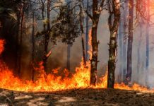 Research: Eastern forests shaped more by Native Americans’ burning than climate change —