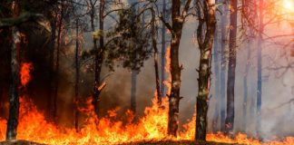 Research: Eastern forests shaped more by Native Americans’ burning than climate change —