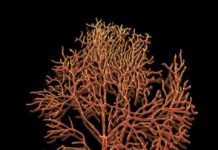 Research: Early life exposure to nicotine alters neurons, predisposes brain to addiction later —