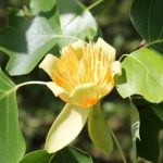 Study: Confederate field hospitals turned to traditional remedies under Union blockade — (Details)