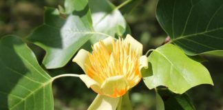 Study: Confederate field hospitals turned to traditional remedies under Union blockade — (Details)