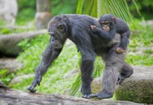 Research: Adapt to living outside protected areas —