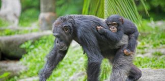 Research: Adapt to living outside protected areas —