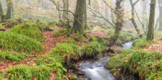 Research: Natural environments favor ‘good’ bacteria —