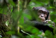 Research: Wild chimpanzees eat tortoises after cracking them open against tree trunks —