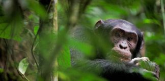 Research: Wild chimpanzees eat tortoises after cracking them open against tree trunks —
