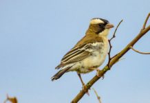 Research: Study predicts shift to smaller animals over next century —