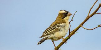 Research: Study predicts shift to smaller animals over next century —