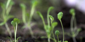 Research: Plant stem cells require low oxygen levels —