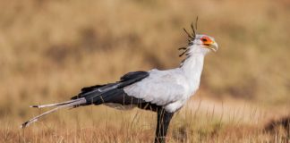 Offbeat: Social media data reveal benefits or threats to biodiversity by visitors to nature locations —