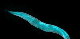 Research: Scientists create new standard genome for heavily studied worm —