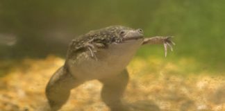Research: Work has implications for health across species as fluctuations in body temperature may impact nervous system development and disease —