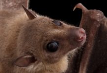 Research: Egyptian fruit bats trade food for sex —