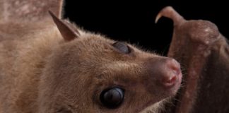 Research: Egyptian fruit bats trade food for sex —