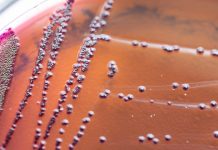 Research: The extraordinary powers of bacteria visualized in real time —